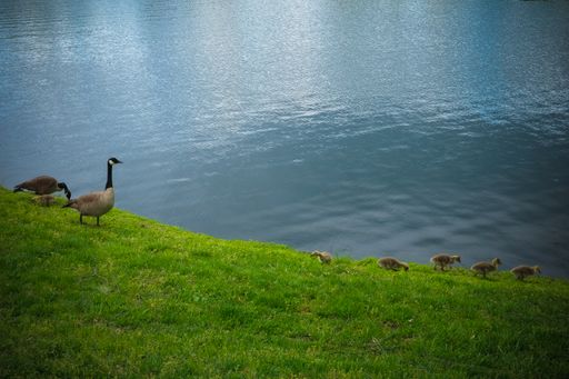 A closeup of a Canada goose in greenery near the la