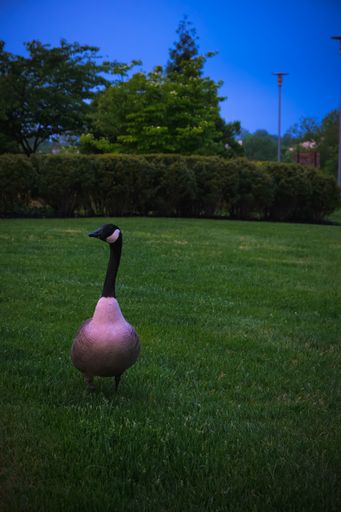 A closeup of a Canada goose in greenery