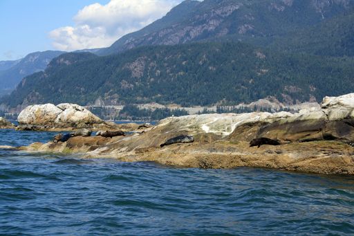 A closeup shot of a rocky island's coastline in front of grassy mountains in Vancouver, Canada