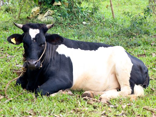 A black and white colored cow resting on a ground