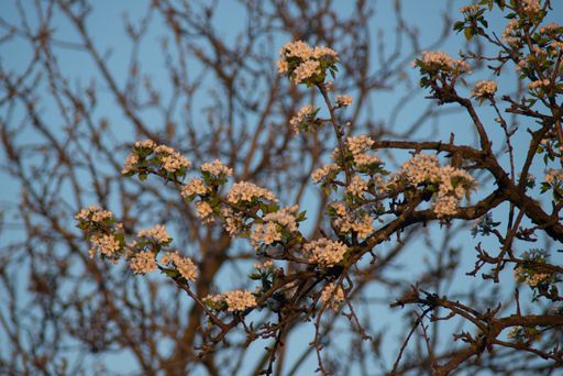 A selective focus of beautiful cherry blossom on tree branches against a blurred background