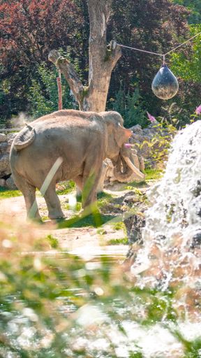 Here you can see an elephant in the zoo. he is scratching his back with his tail