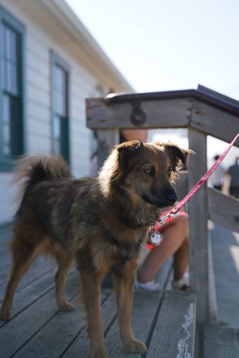 A vertical shot of a cute dog on a leash outdoors near the house on a sunny day