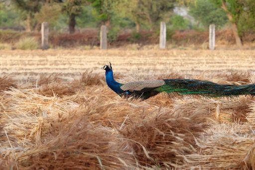 A closeup shot of a peacock standing in the middle of the field