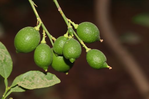 A closeup shot of limes hanging from a tree with blurred background