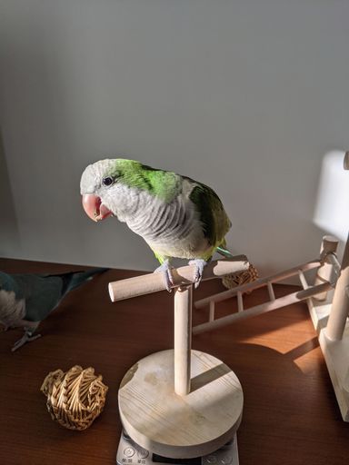 A green parrot perched on a wooden stand, lit by sunlight, indoors on a wooden table.