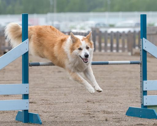 An Icelandic Sheepdog jumping over an agility hurdle