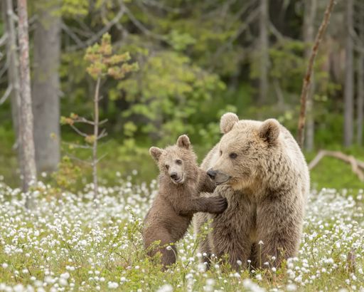 A brown bear cub stands against the mother bear in the middle of the cotton grass on a Finnish bog