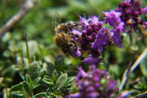 A shallow focus of a bee on purple flowers outdoors