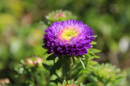 A beautiful view of the flowers with purple petals growing in the field on a blurry background