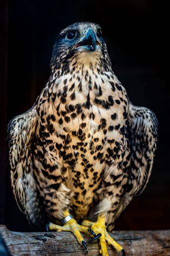 A vertical shot of a hawk perched on a wooden stick on an isolated black background