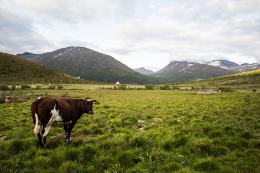 A cow grazing in Norwegian National park