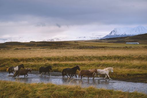 Icelandic horses crossing a stream in a vast landscape with snow-capped mountains under a cloudy sky.