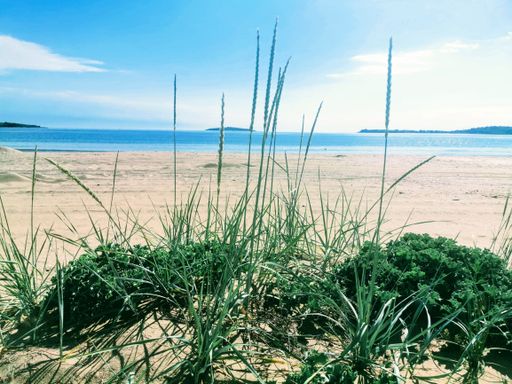 A closeup of the grass in a beach surrounded by the sea and hills under the sunlight at daytime