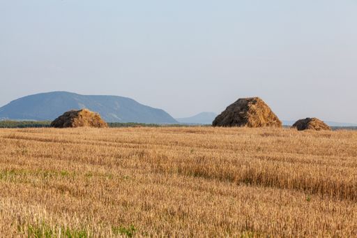 The mowed field and straw bales laid one after the other after harvest against the cloudy sky