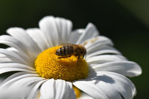 A closeup shot of a bee sitting on a blooming chamomile flower