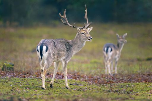 Two deer standing in a grassy field with blurred background, showcasing nature and wildlife in a serene setting.