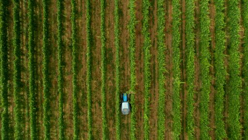 Aerial view of a tractor working in a vineyard with neatly aligned rows of grapevines.