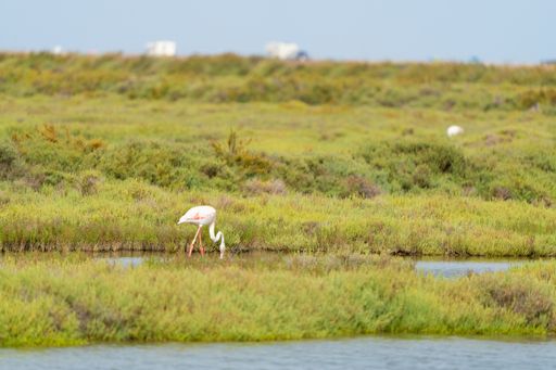 A closeup shot of a greater flamingo (Phoenicopterus roseus) looking for food