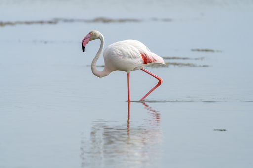 A closeup of a flamingo walking in the water.