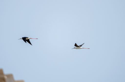 A closeup of two black-winged stilts flying in the sky.