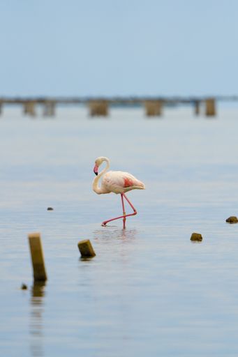 A vertical closeup of a flamingo walking in the water.