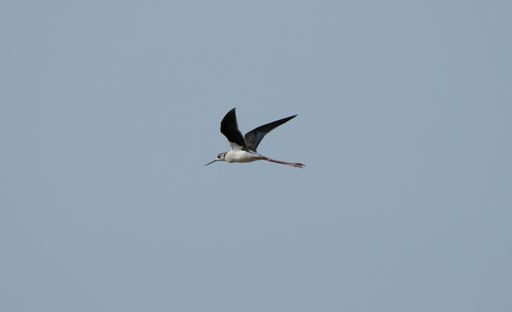 A closeup shot of a Black-winged stilt (Himantopus himantopus) flying in the sky