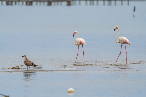 A view of two Greater flamingos (Phoenicopterus roseus) looking at the Herring Gull (Larus smithsonianus) in the lake