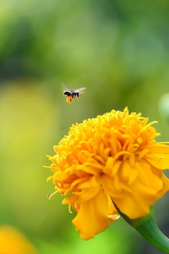 A vertical shot of a bee flying towards a yellow zinnia in a garden under the sunlight