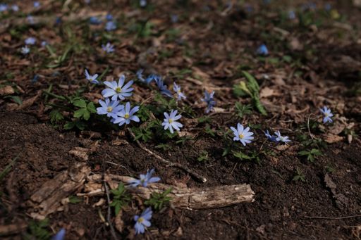 A closeup of Anemone Apenninas on the ground under the sunlight with a blurry background