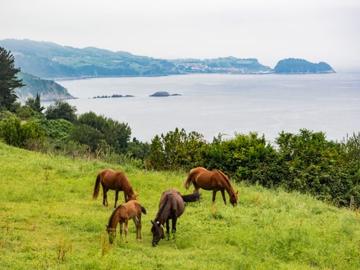 A herd of horses grazing on mountains surrounded by a lake in the countryside
