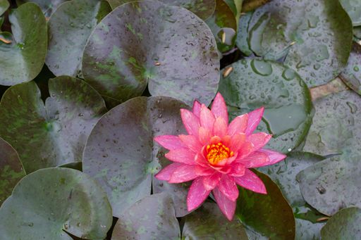 A top view of a pink waterlily flower surrounded by leaves, outdoors