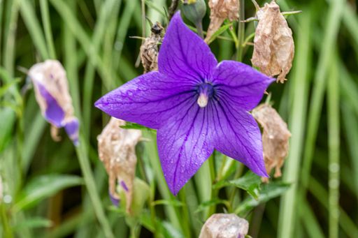 A selective focus shot of a blue bellflower in the field under sunlight