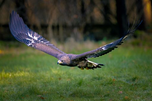 A majestic eagle in mid-flight over a grassy field with blurred trees in the background, showcasing its powerful wings and sharp gaze.