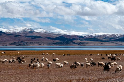 A large field with sheep, mountains in the background during daylight