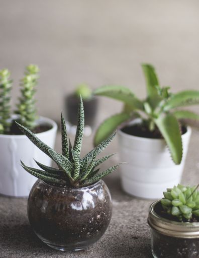 A vertical shot of various plants in different pots