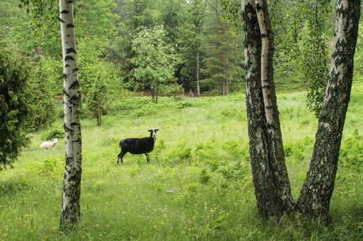 A beautiful shot of the goats in the field with trees