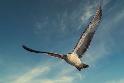 A seagull soaring in a clear blue sky, wings spread wide, capturing the essence of freedom and nature's beauty.
