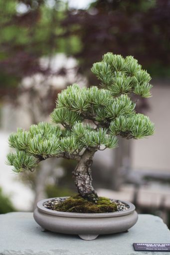 A vertical closeup shot of a green bonsai plant in a pot