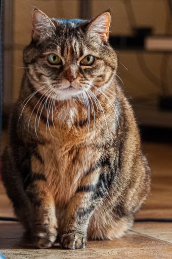 A vertical closeup of a domestic cat standing on the floor under the lights with a blurry background
