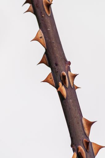 A vertical closeup of a branch with thorns under the lights against a white background