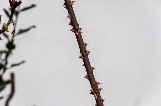 A closeup of a branch with thorns under the sunlight with a blurry background