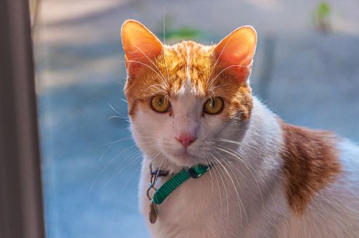 A closeup of a domestic red and white cat under the sunlight with a blurry background
