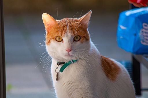 A closeup of a domestic red and white cat under the sunlight with a blurry background