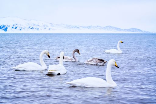 A serene scene of swans swimming in a tranquil lake with snowy mountains in the background.