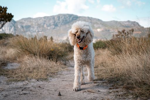 A cheerful poodle with a bright collar walks on a scenic trail with mountains in the background under a clear sky.