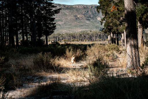 A dog walking through a sunlit forest path with a mountain backdrop under a clear sky.