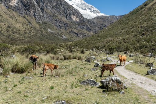 Cows grazing in a scenic valley with rocky terrain and snow-capped mountains under a clear blue sky.