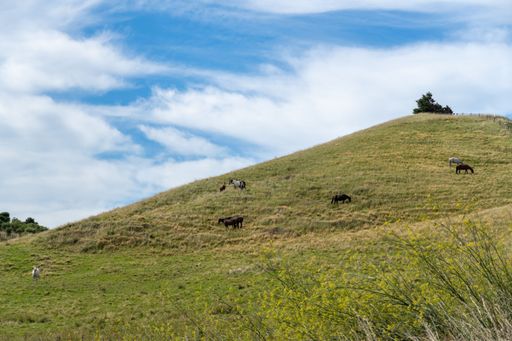Horses grazing on a grassy hillside under a partly cloudy sky, showcasing a serene rural landscape.