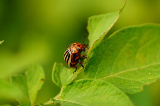 Close-up of a Colorado potato beetle on a potato plant. A significant pest.